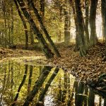 Naturerlebnispfad am Staffelbach – Ein Rundweg durch die Natur