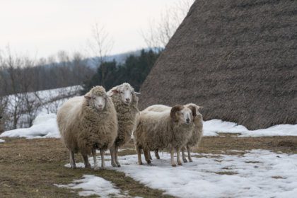 Schafe im Dorf