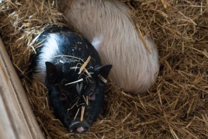 Schweine im Dorf